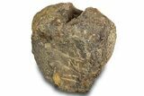 Hadrosaur (Edmontosaurus) Vertebra Centrum - Montana #316918-1